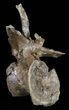 Tall Struthiomimus Vertabrae - South Dakota #58737-5